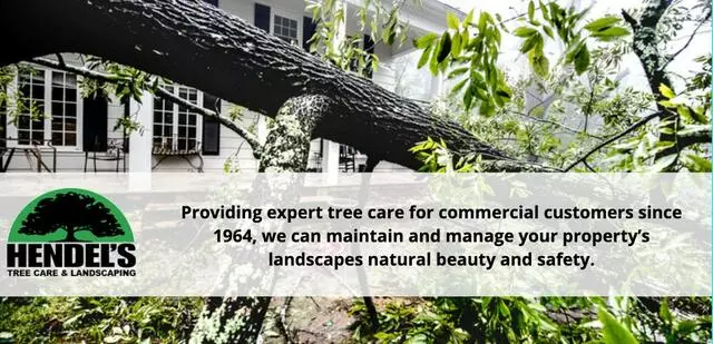 Affordable Hendel’s Tree Service