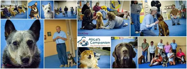 Alice’s Companion Dog Training School