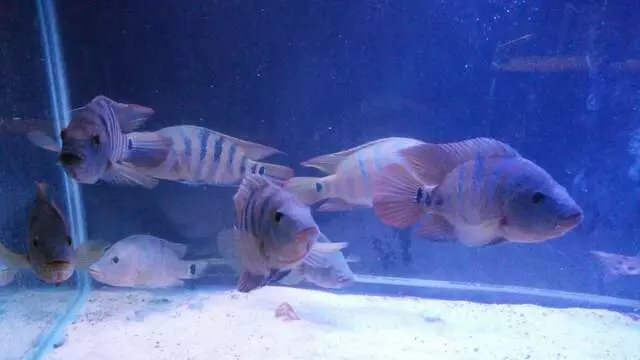 Aquatics & Exotics