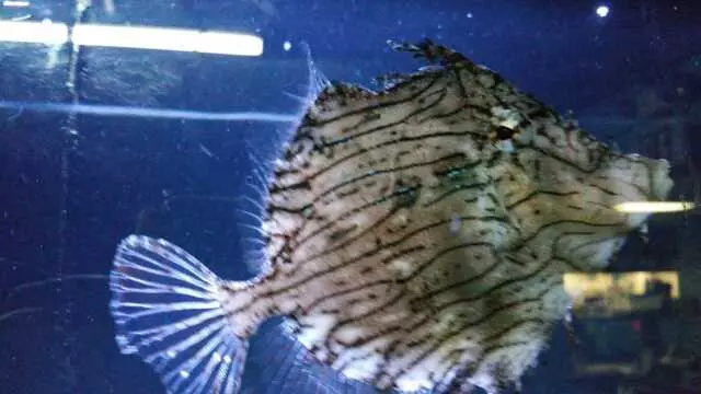 Aquatics & Exotics