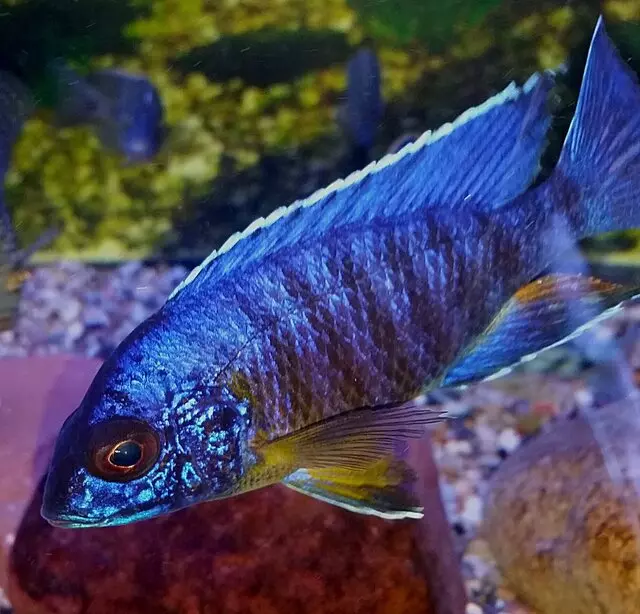 Blue Hook Aquatics