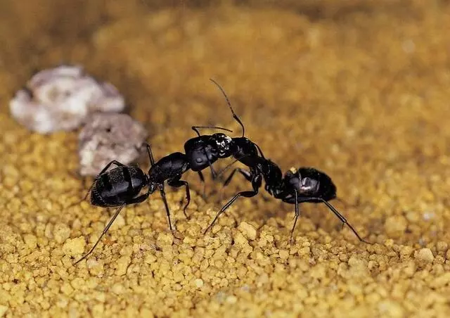 Ace Exterminating