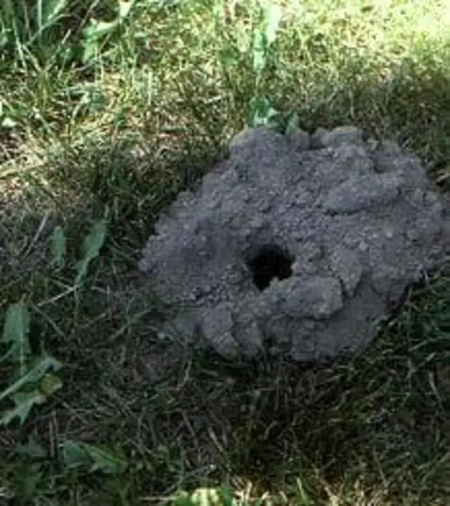 Ace Exterminating