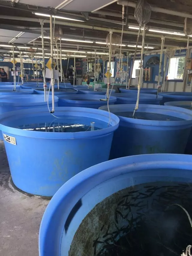 Jones Fish Hatchery & Pond Stocking