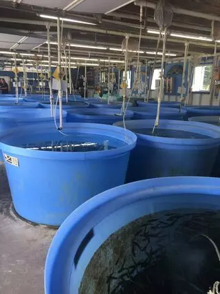 Jones Fish Hatchery & Pond Stocking