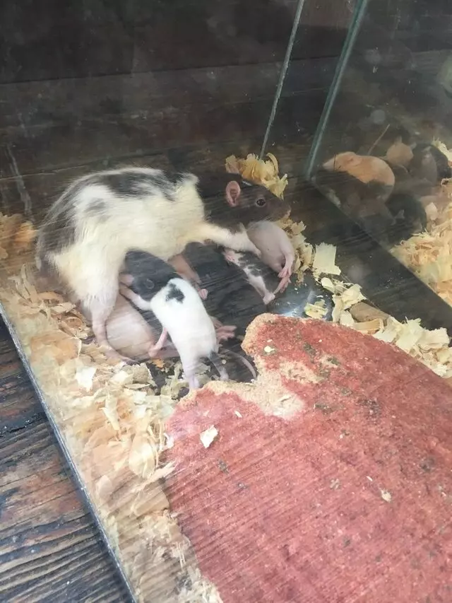 Animal House