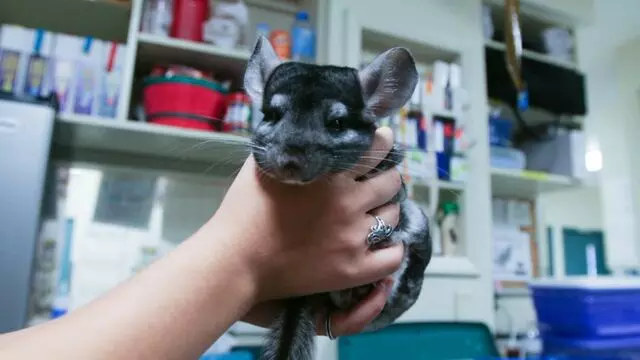 All Creatures Animal Hospital-Anderson