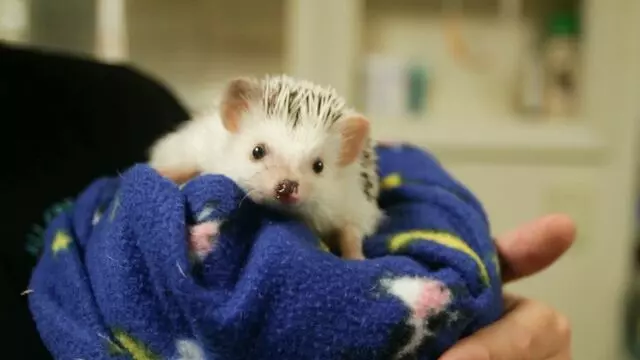 All Creatures Animal Hospital-Anderson
