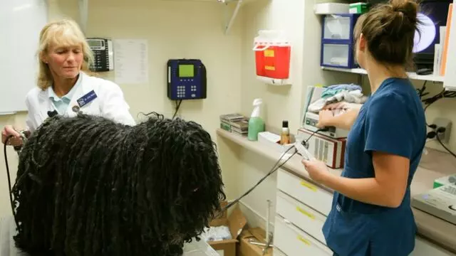 All Creatures Animal Hospital-Anderson