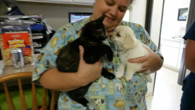 All Creatures Animal Hospital-Anderson