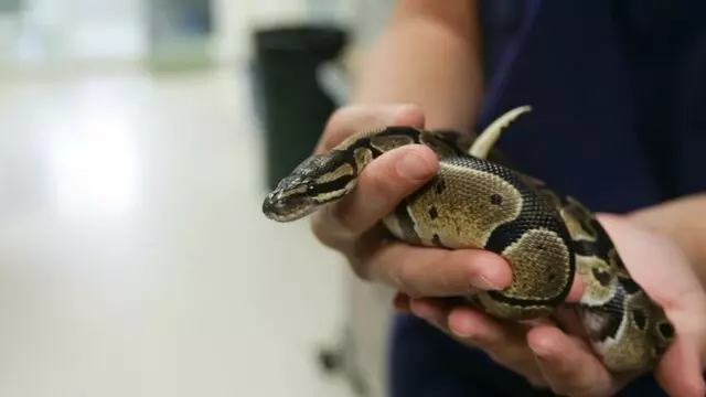 All Creatures Animal Hospital-Anderson