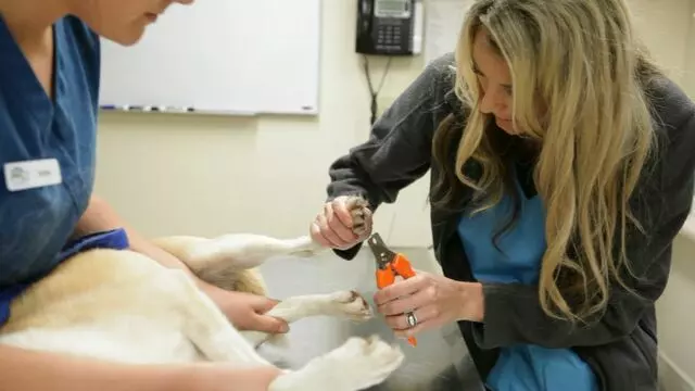 All Creatures Animal Hospital-Anderson