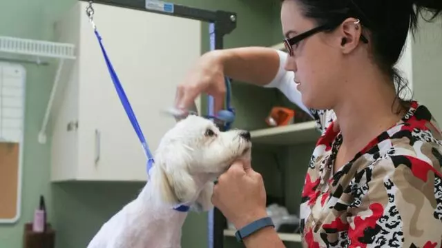 All Creatures Animal Hospital-Anderson