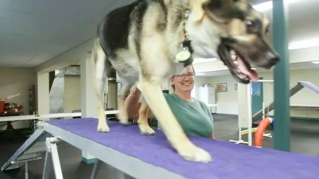 All Creatures Animal Hospital-Anderson
