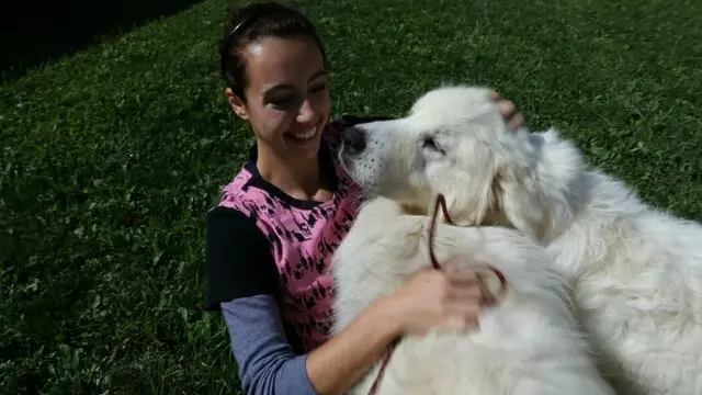 All Creatures Animal Hospital-Anderson