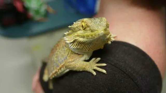 All Creatures Animal Hospital-Anderson