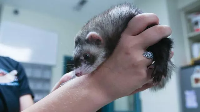 All Creatures Animal Hospital-Anderson