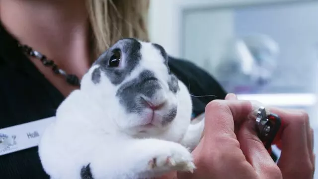 All Creatures Animal Hospital-Anderson