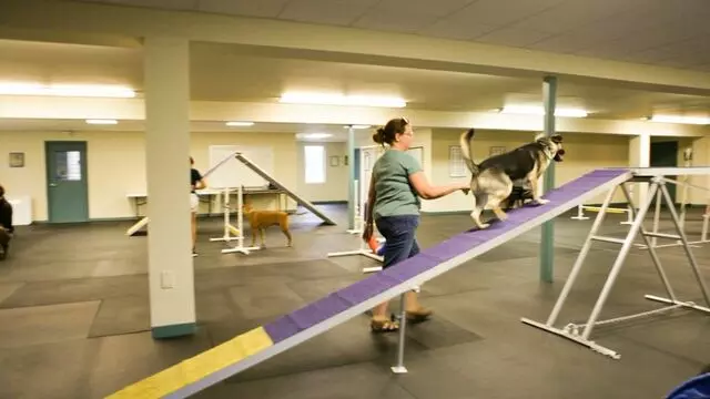 All Creatures Animal Hospital-Anderson