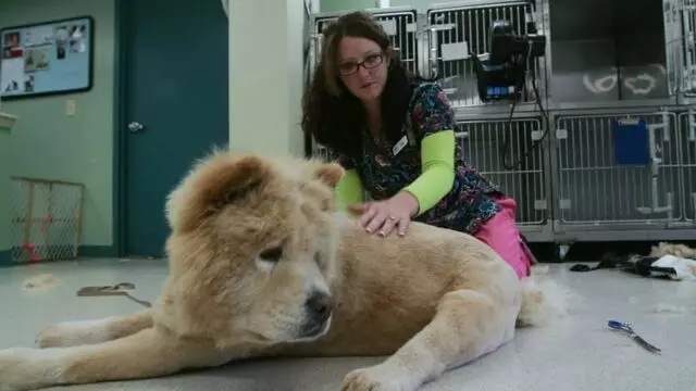 All Creatures Animal Hospital-Anderson