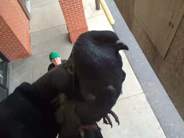 Animal Remover