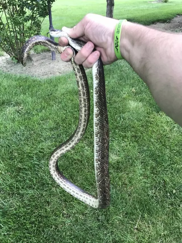 Animal Remover
