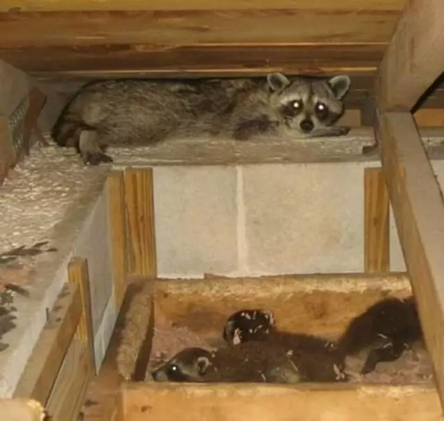 ACS Animal Removal