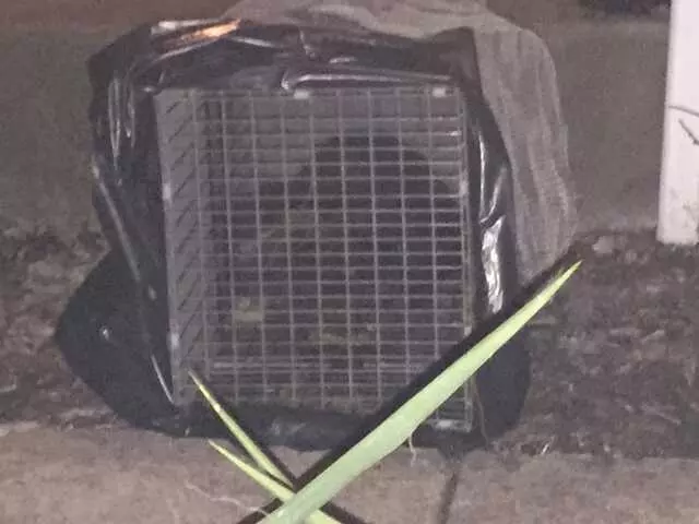 ACS Animal Removal