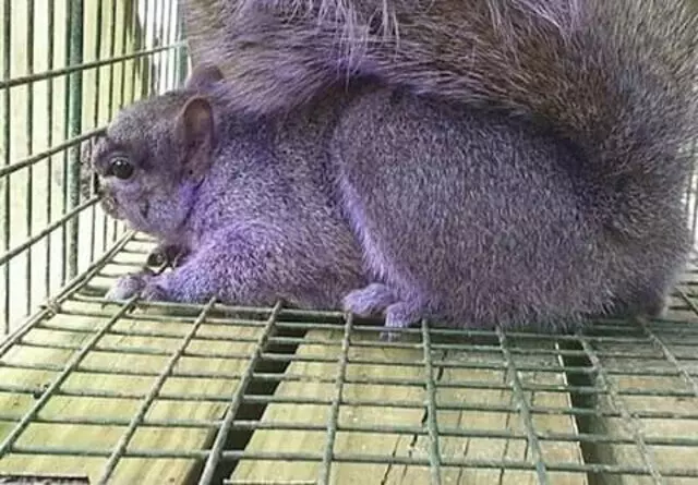 ACS Animal Removal