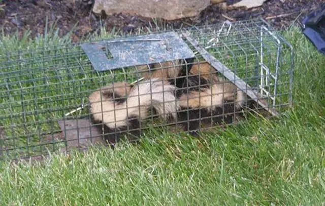 ACS Animal Removal