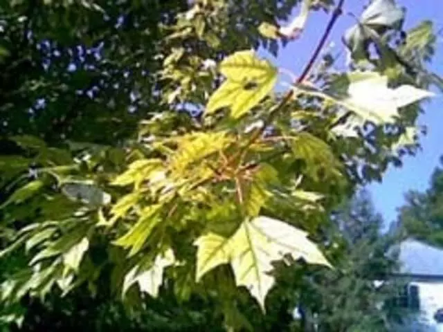 Arbor Doctor