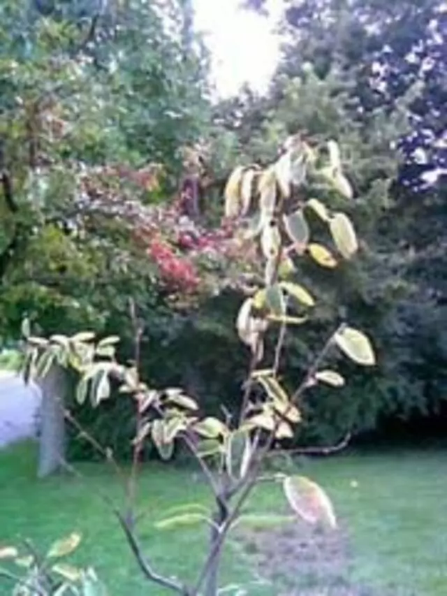 Arbor Doctor