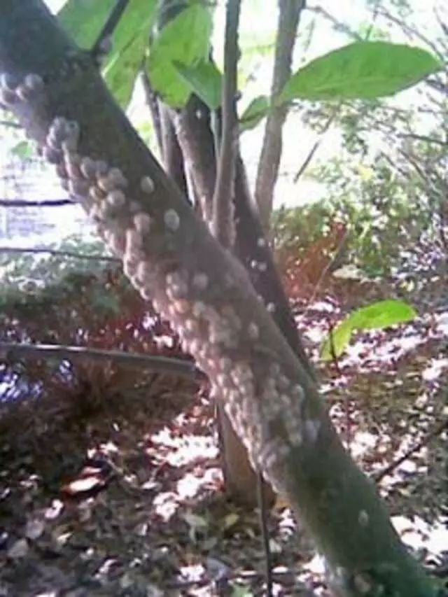 Arbor Doctor