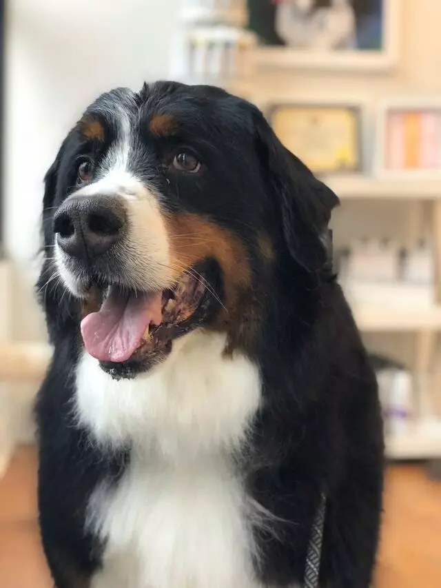 WüF Pet Spa